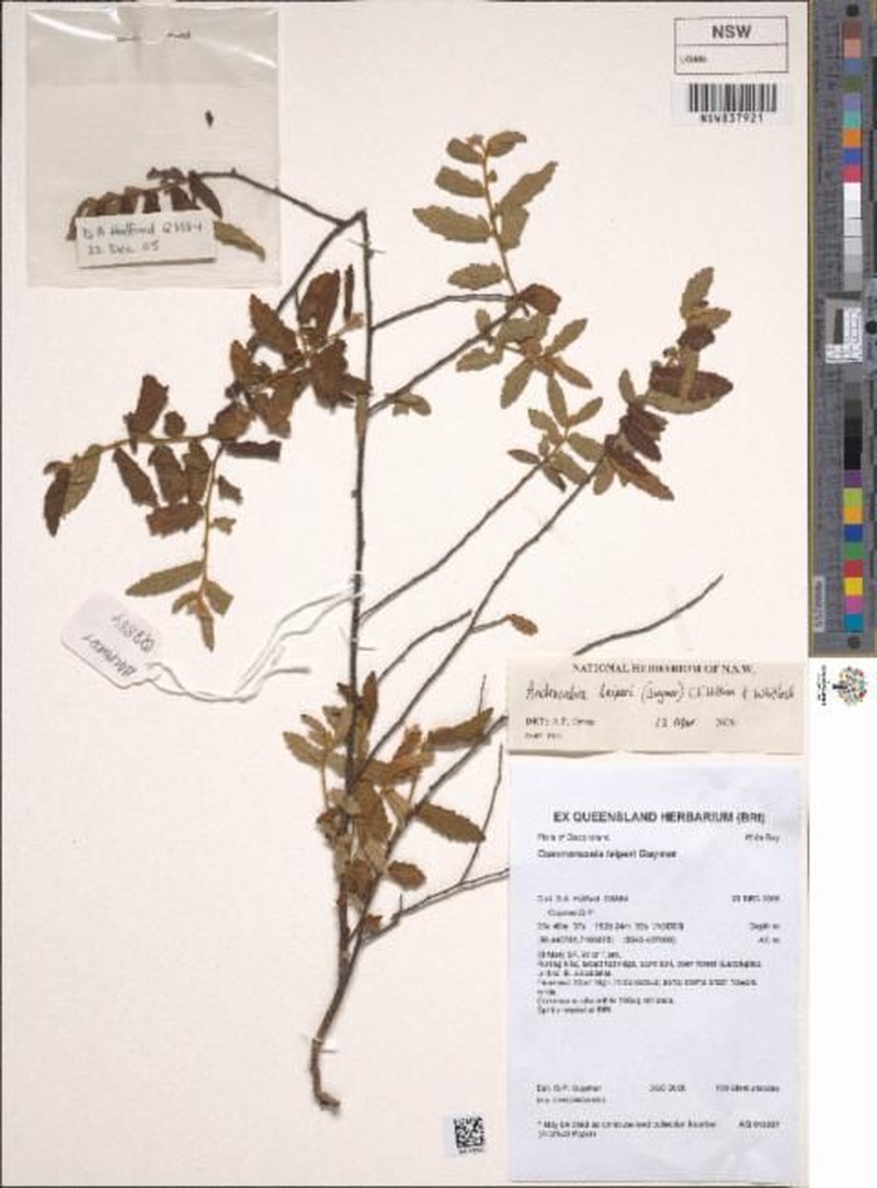 Androcalva leiperi