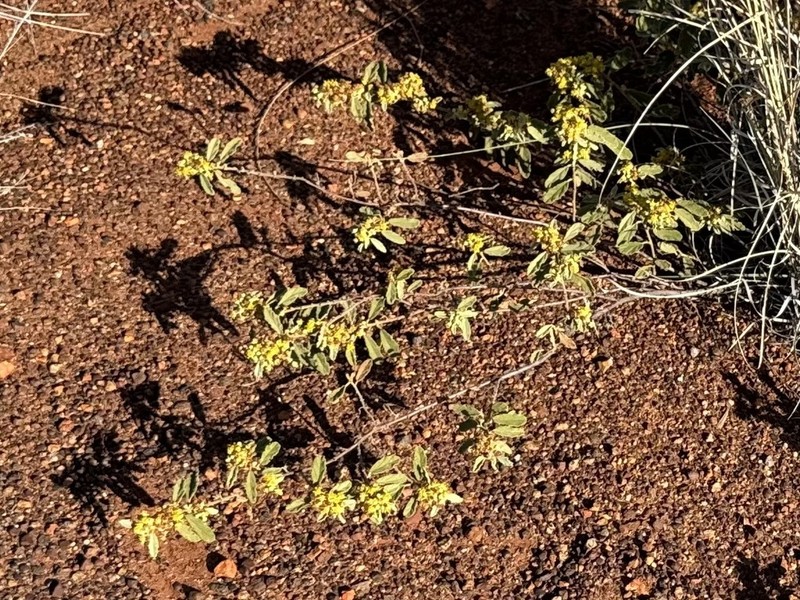 Androcalva loxophylla