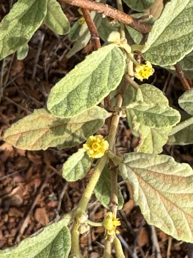 Androcalva loxophylla photo 2