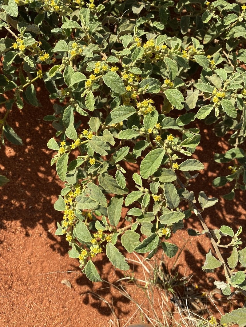 Androcalva loxophylla photo 3