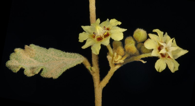 Androcalva luteiflora