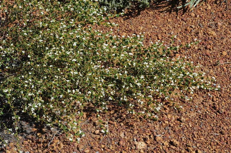 Androcalva luteiflora photo 2