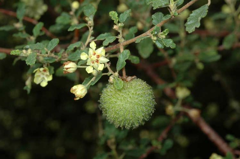 Androcalva luteiflora photo 3