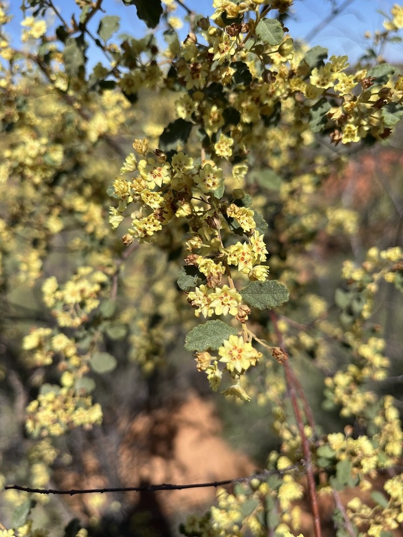 Androcalva luteiflora photo 4