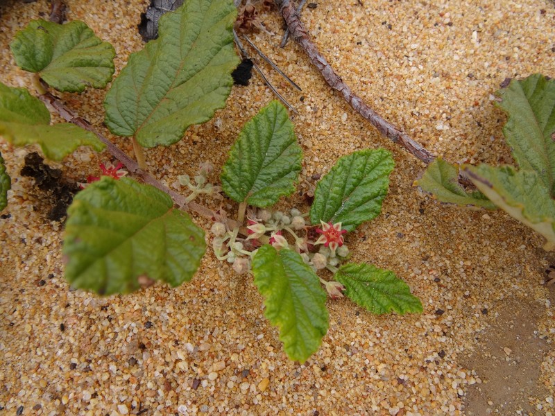 Androcalva melanopetala