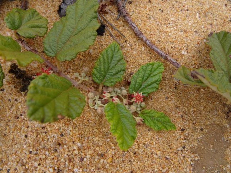 Androcalva melanopetala photo 2