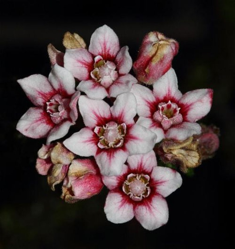 Androcalva microphylla