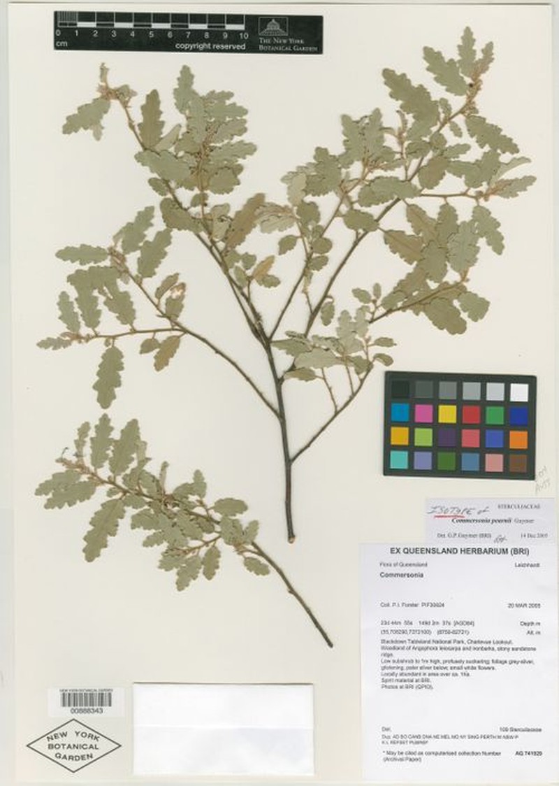 Androcalva pearnii