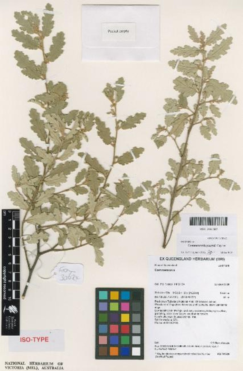 Androcalva pearnii photo 2