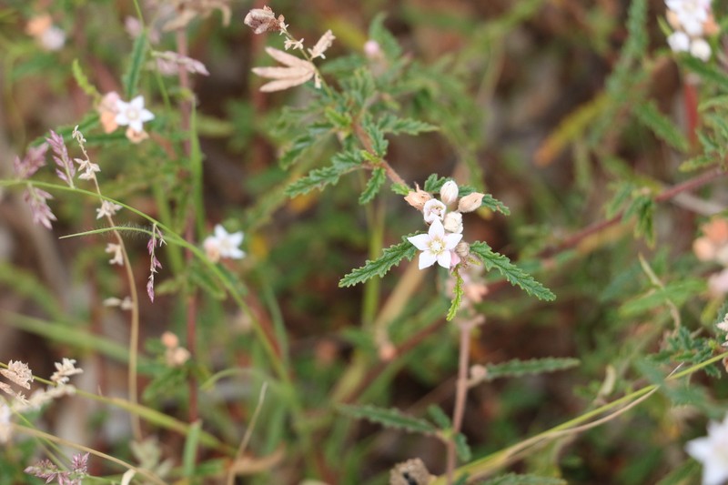 Androcalva pedleyi
