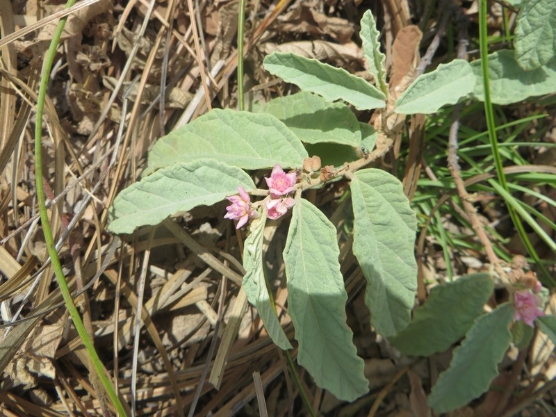 Androcalva perkinsiana photo 3