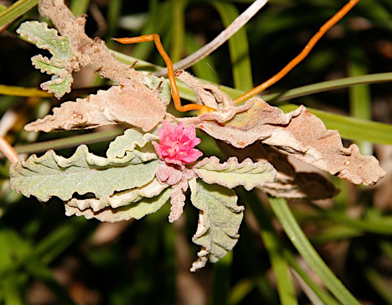 Androcalva perkinsiana photo 6