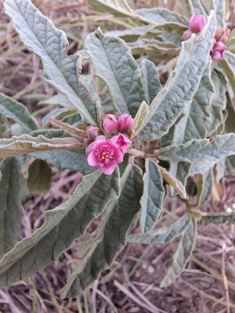 Androcalva perkinsiana