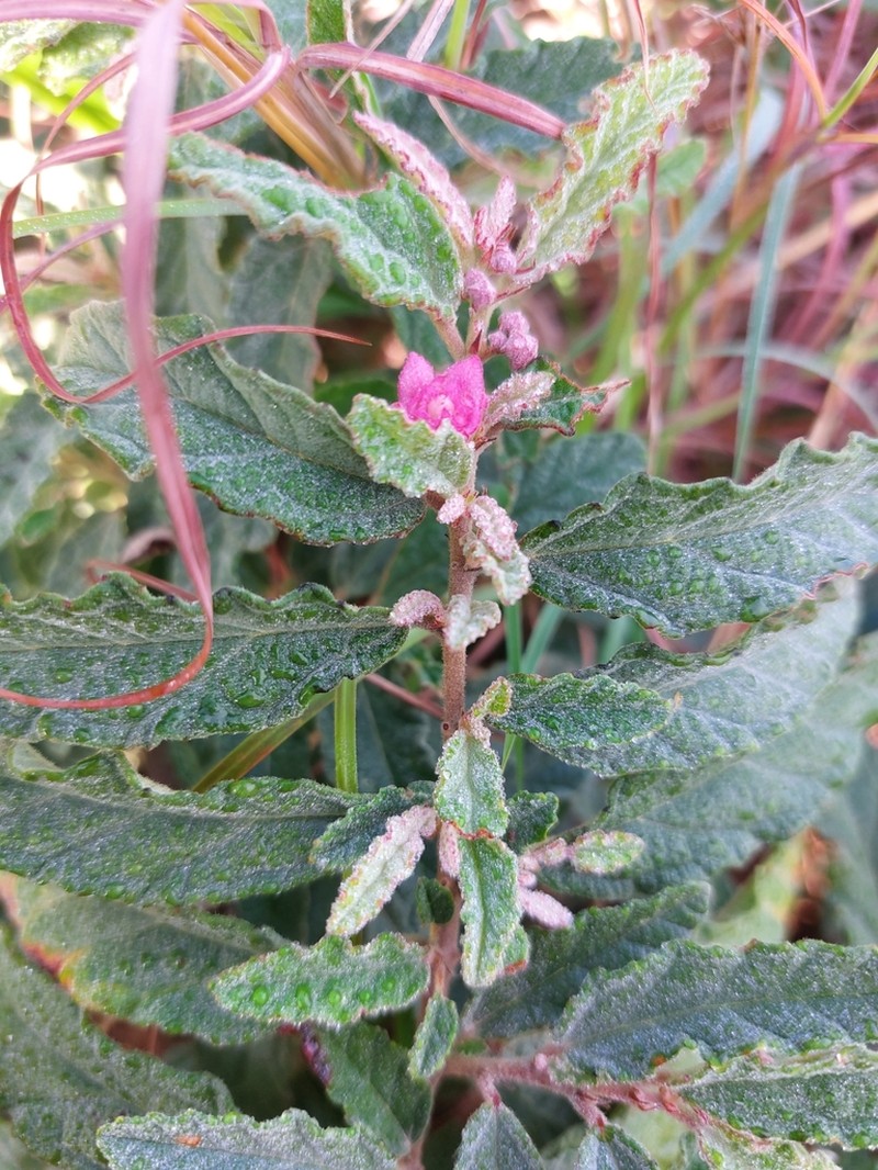 Androcalva perkinsiana photo 2