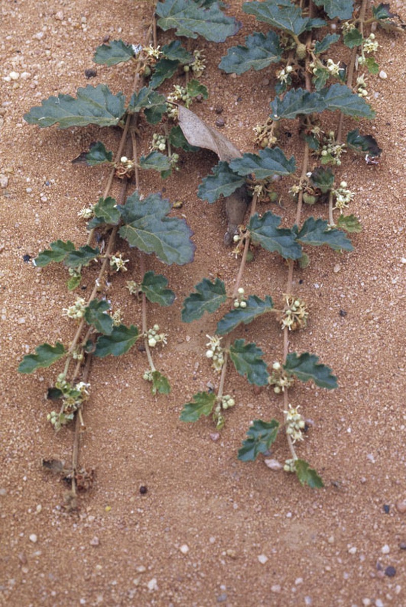 Androcalva procumbens