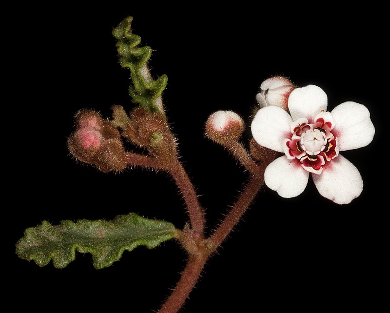 Androcalva pulchella