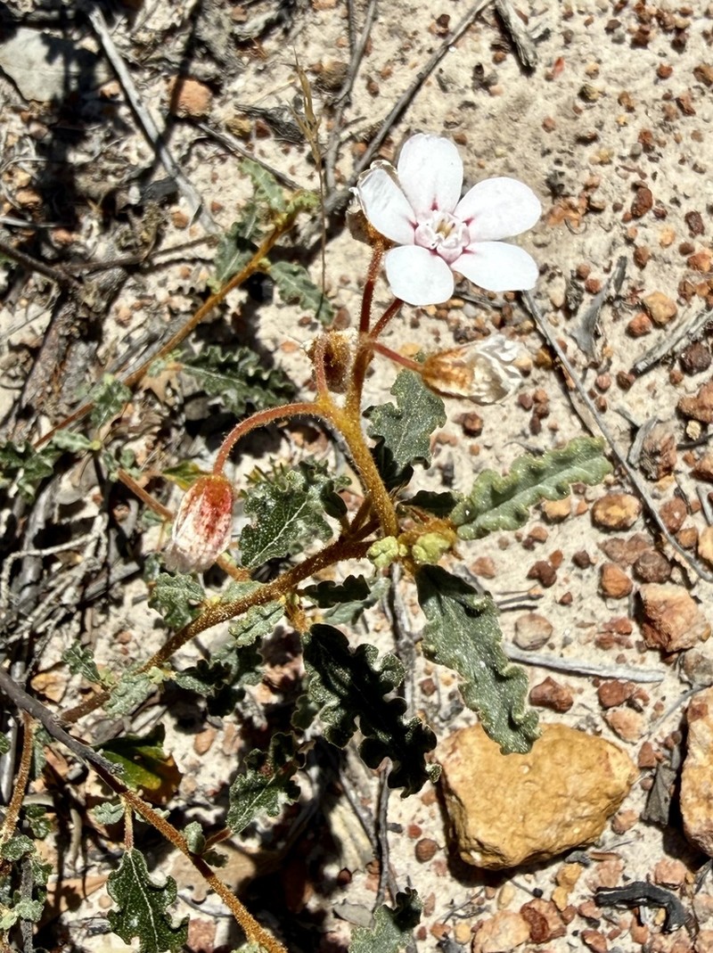 Androcalva pulchella photo 2