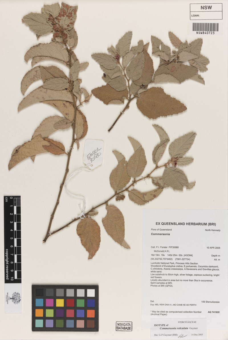 Androcalva reticulata