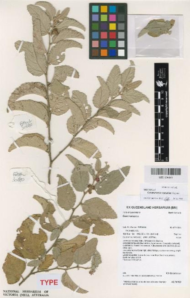 Androcalva reticulata photo 2