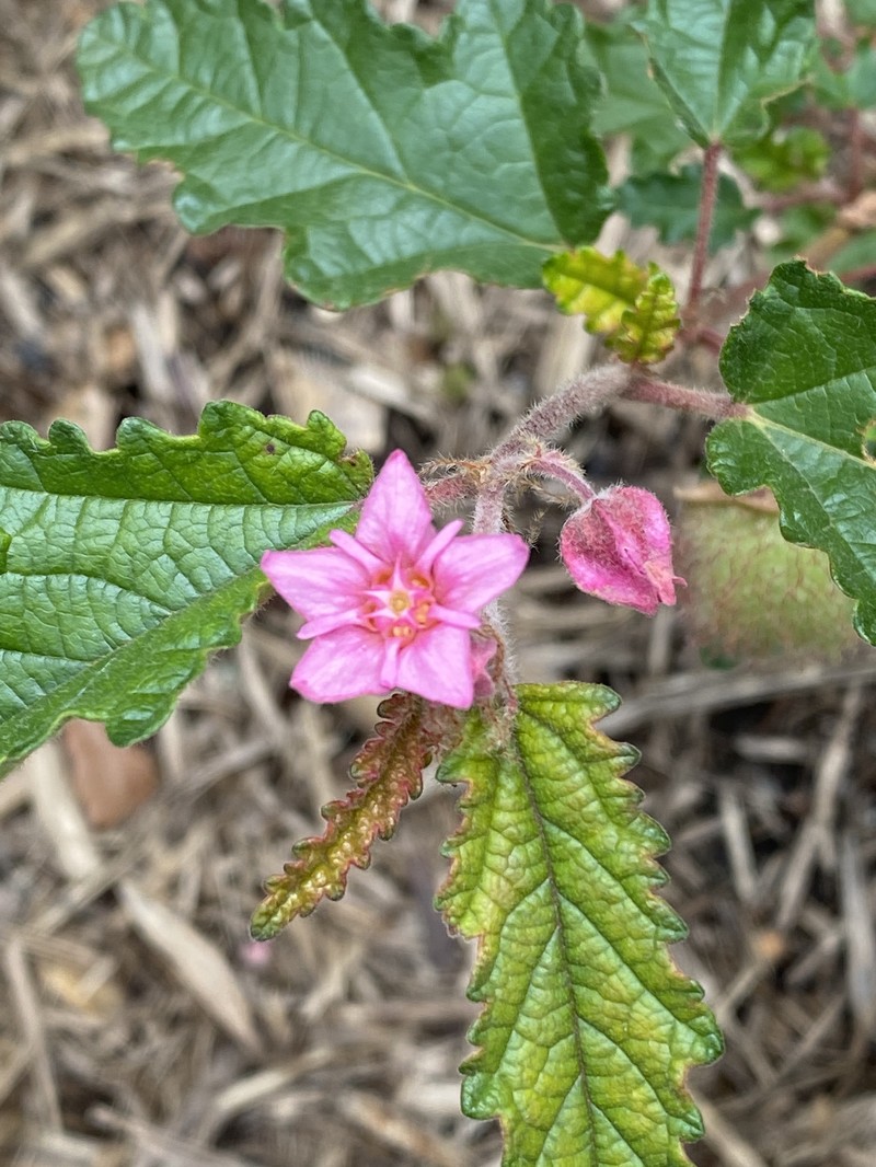 Androcalva rosea