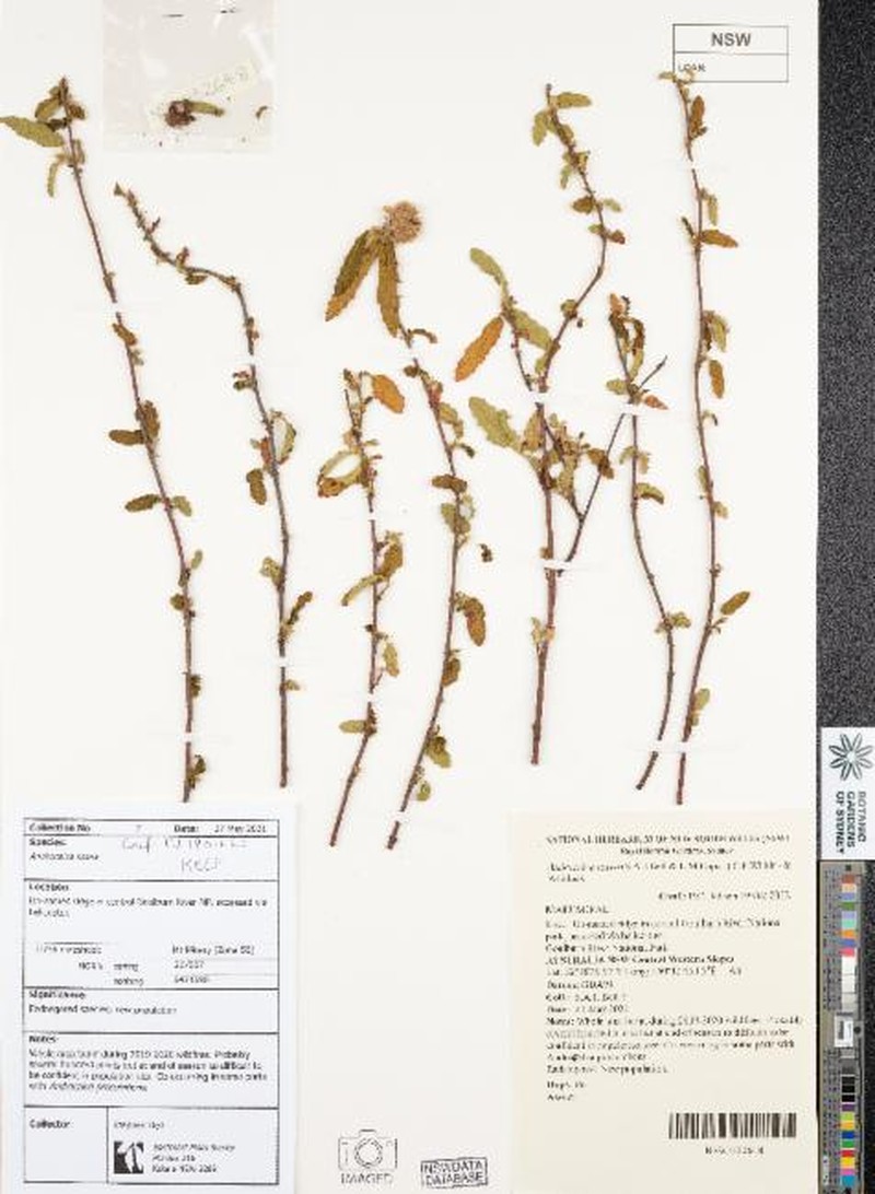 Androcalva rosea photo 3