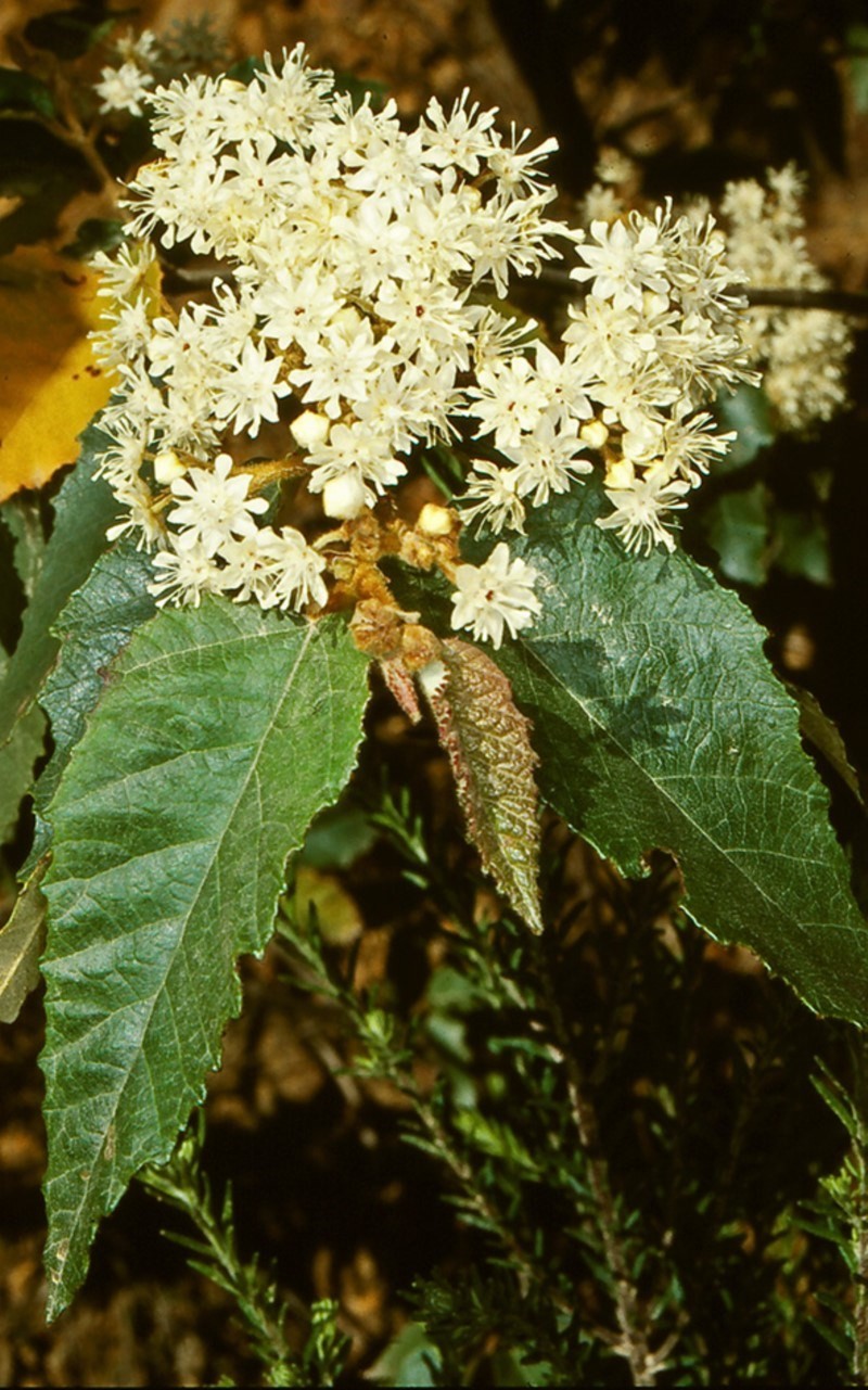 Androcalva rossii