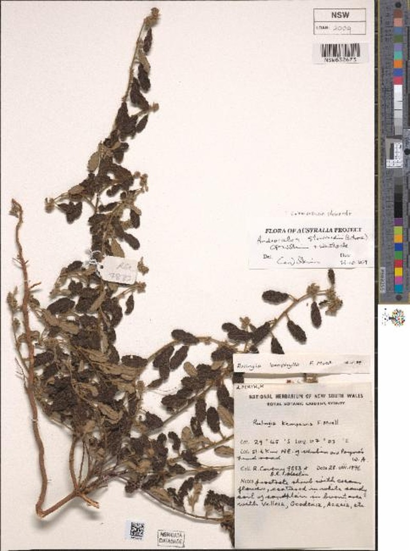 Androcalva stowardii photo 2