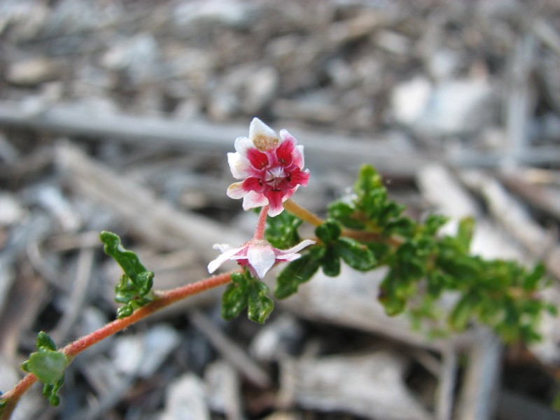 Androcalva tatei