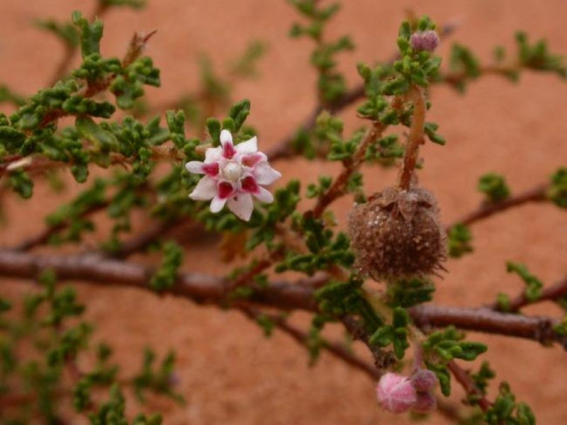 Androcalva tatei photo 2