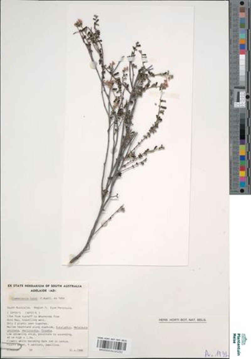 Androcalva tatei photo 3