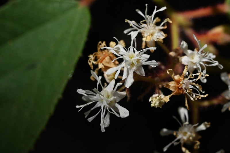 Androcalva viscidula photo 2