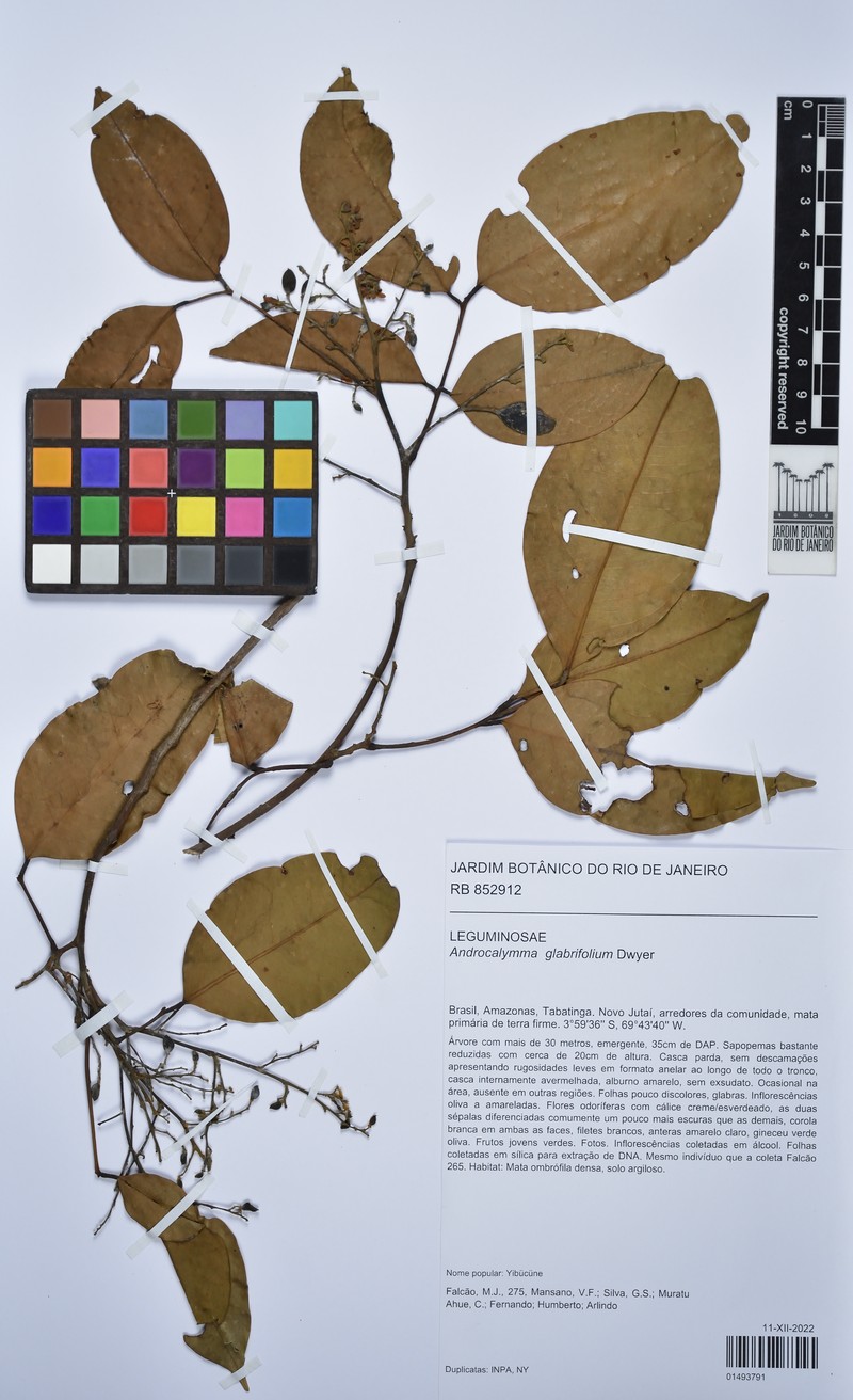Androcalymma glabrifolium