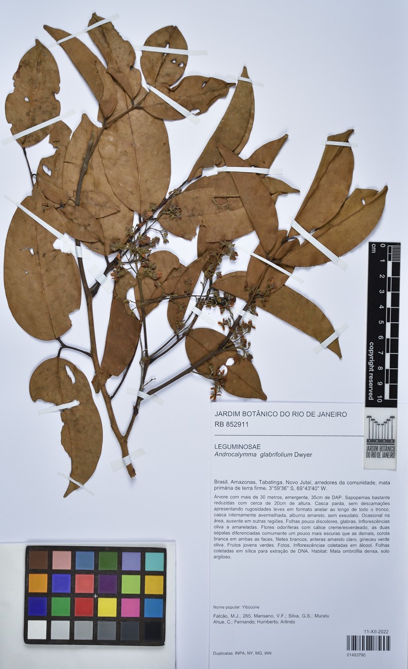 Androcalymma glabrifolium photo 2