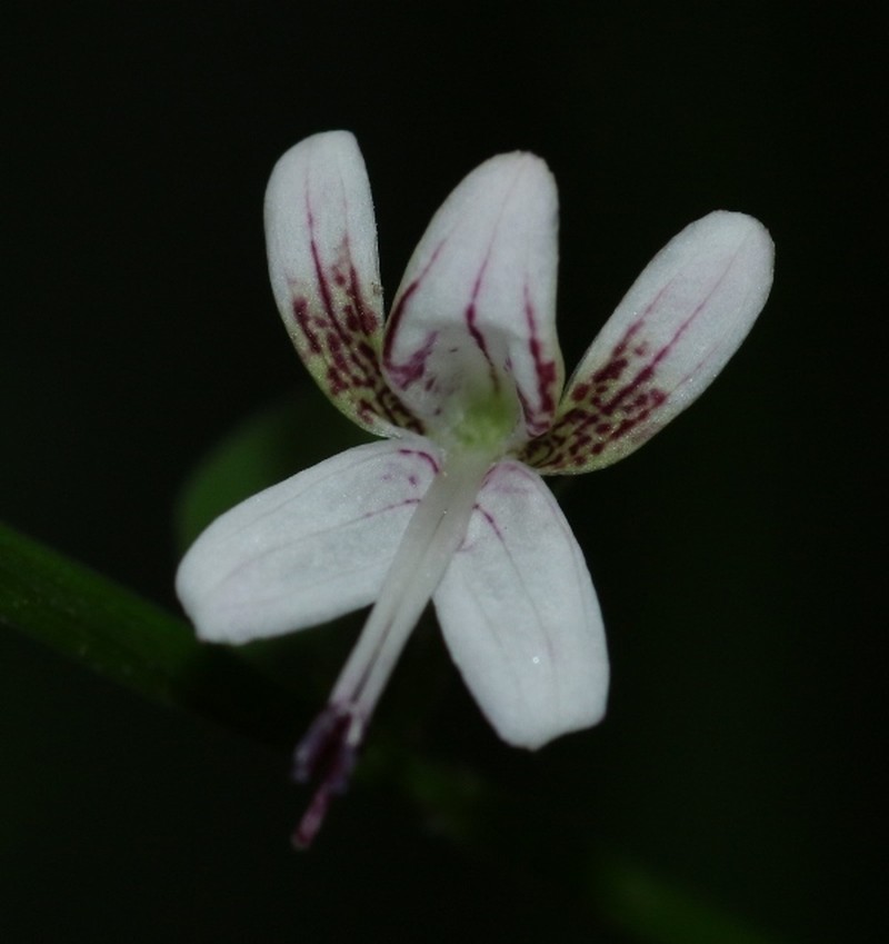 Andrographis alata