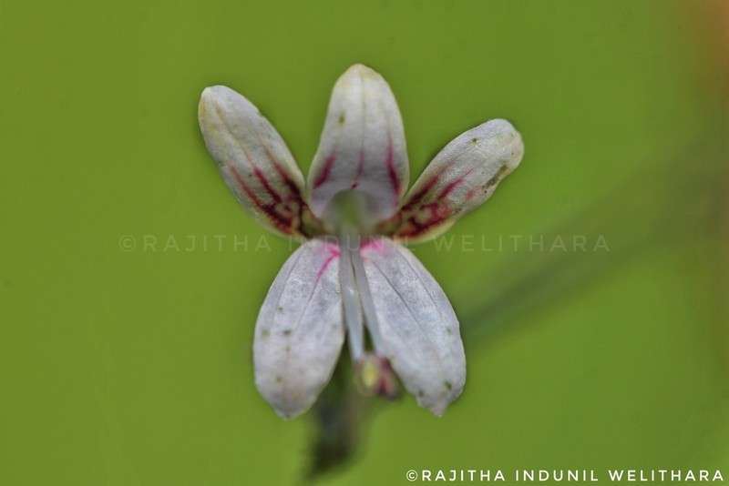 Andrographis alata photo 2