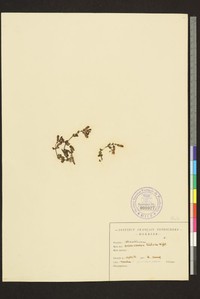 Andrographis lobelioides