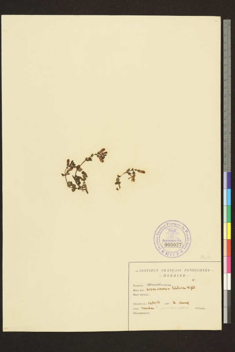 Andrographis lobelioides