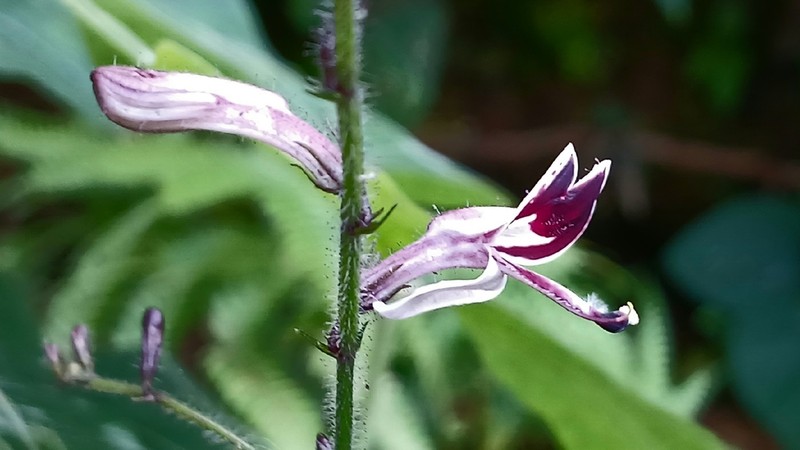 Andrographis macrobotrys