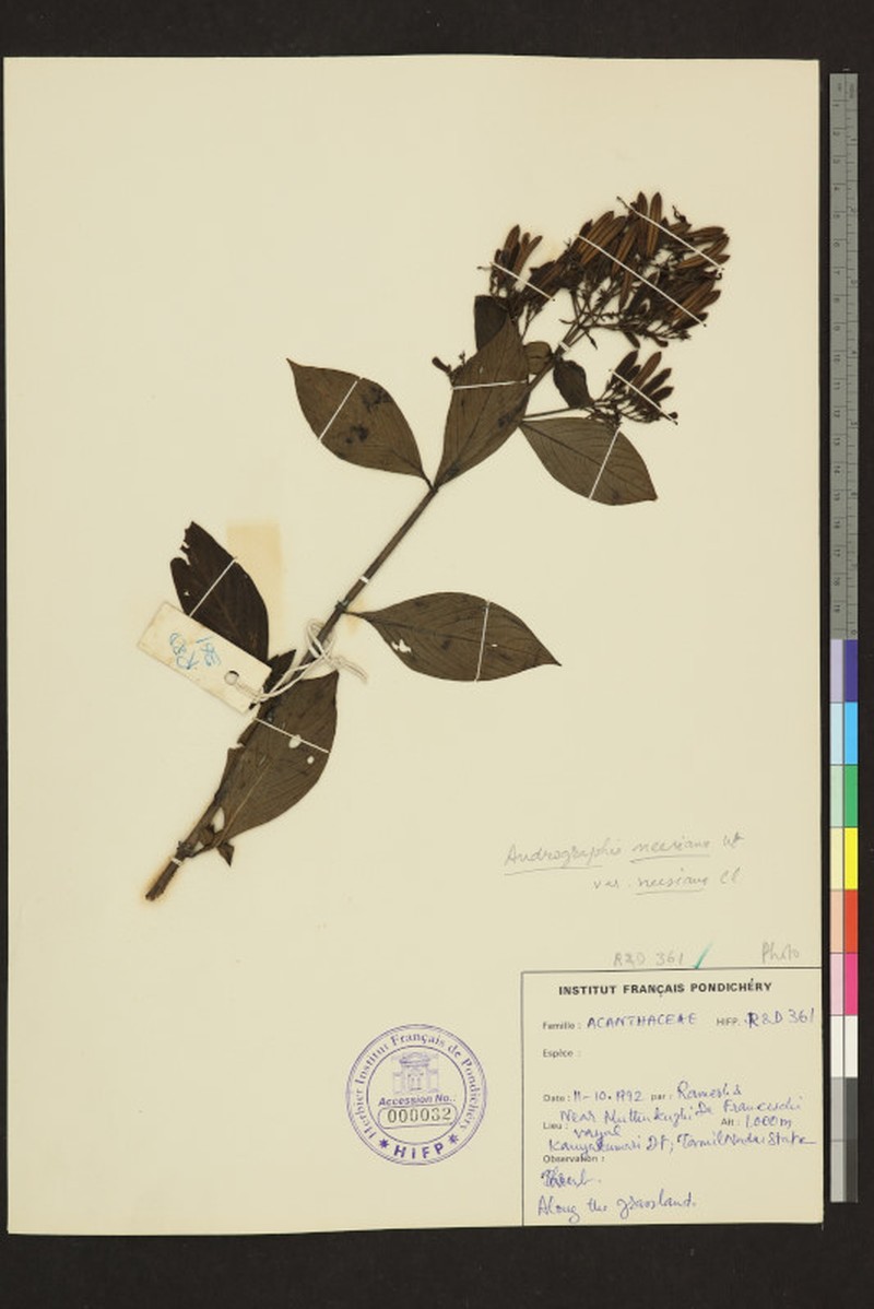 Andrographis neesiana