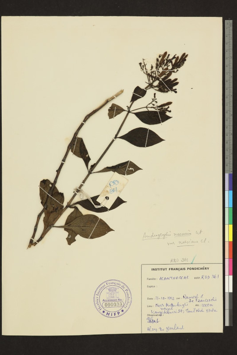 Andrographis neesiana photo 2