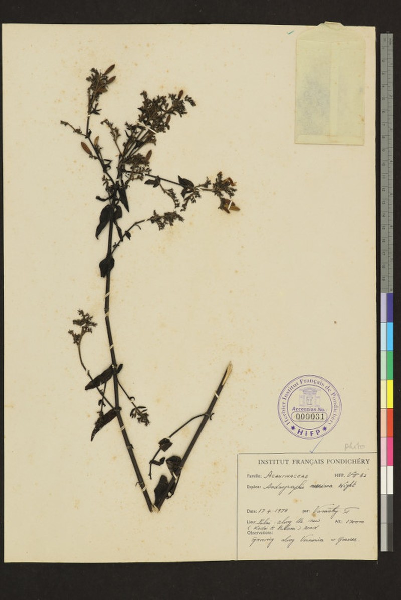 Andrographis neesiana photo 3