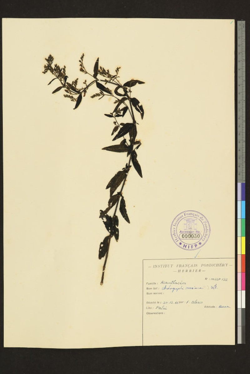 Andrographis neesiana photo 4