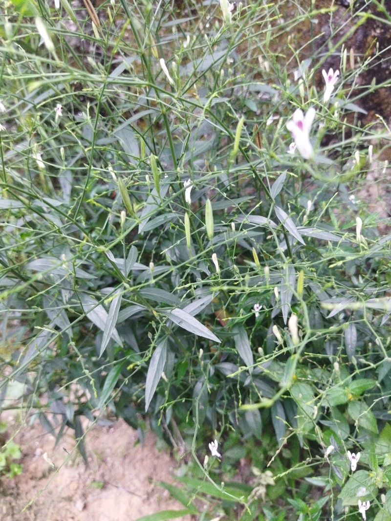 Green Chireta photo 2