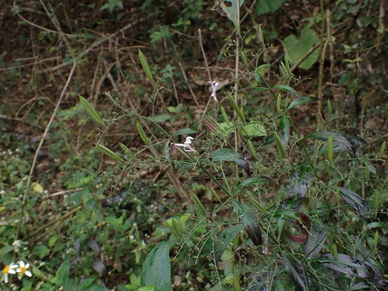 Green Chireta photo 3