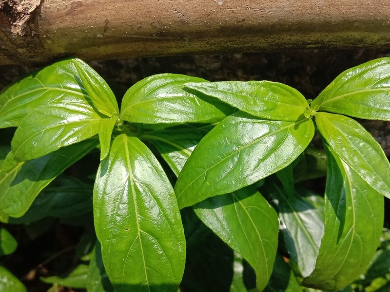 Green Chireta photo 6