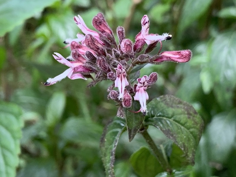 Andrographis producta