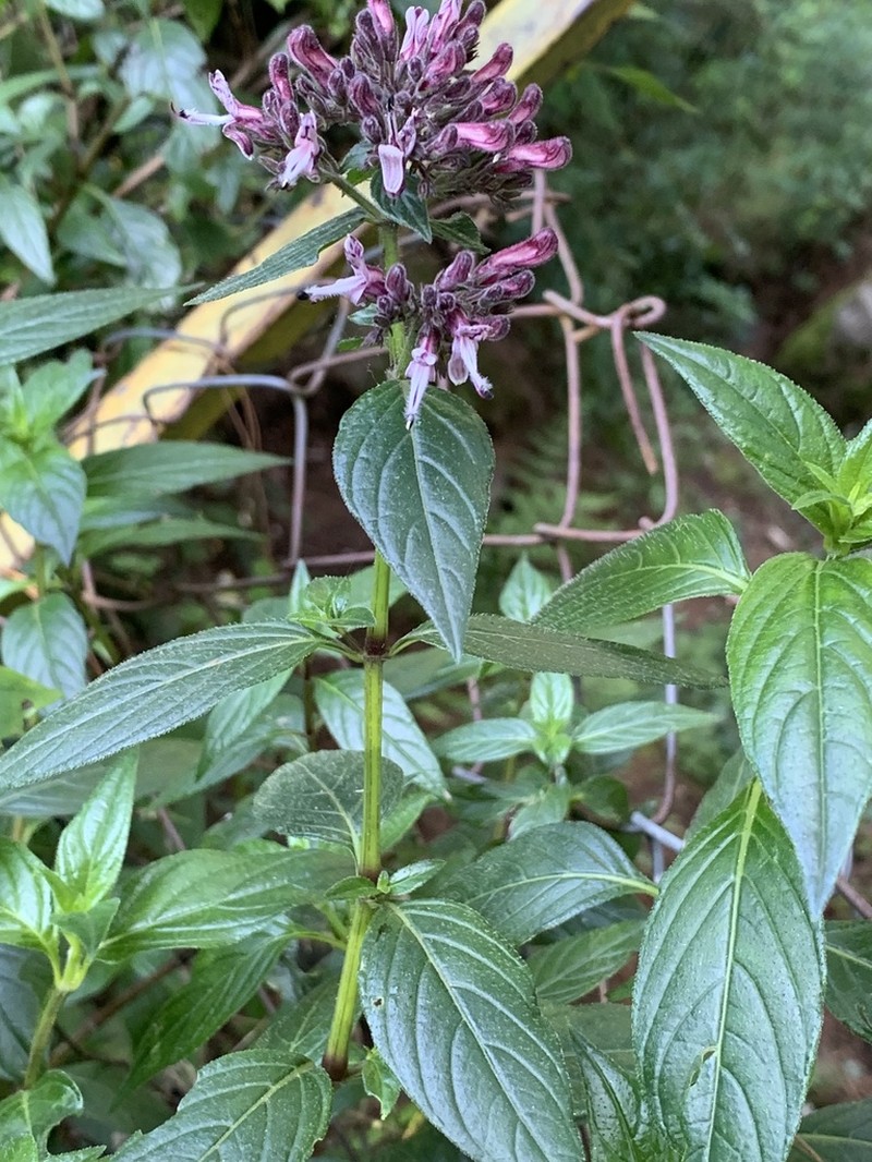 Andrographis producta photo 2