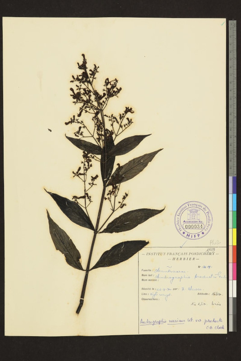 Andrographis producta photo 3