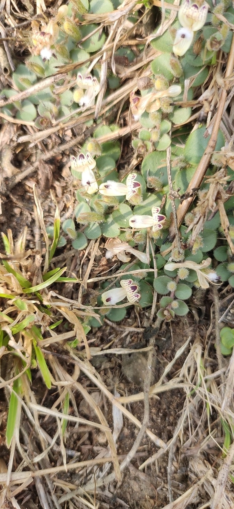 Andrographis serpyllifolia