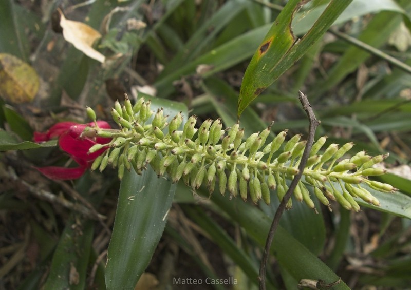 Androlepis najarroi photo 2